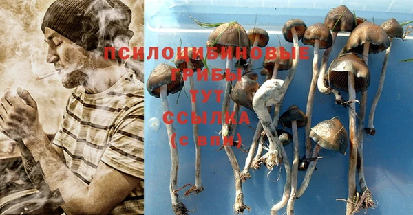 стаф Аркадак