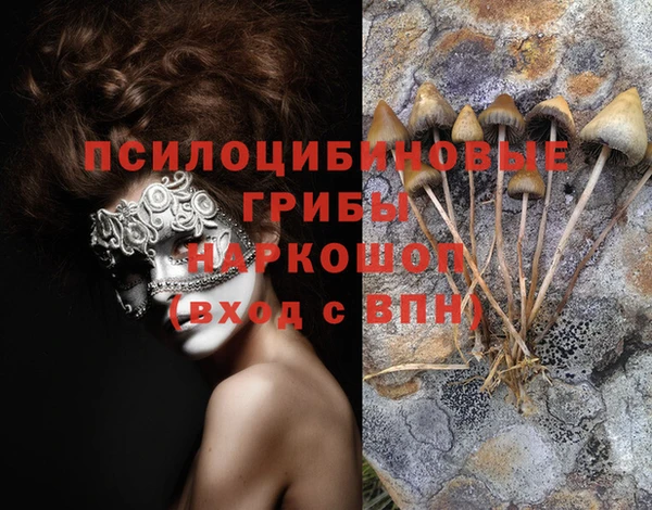 стаф Аркадак